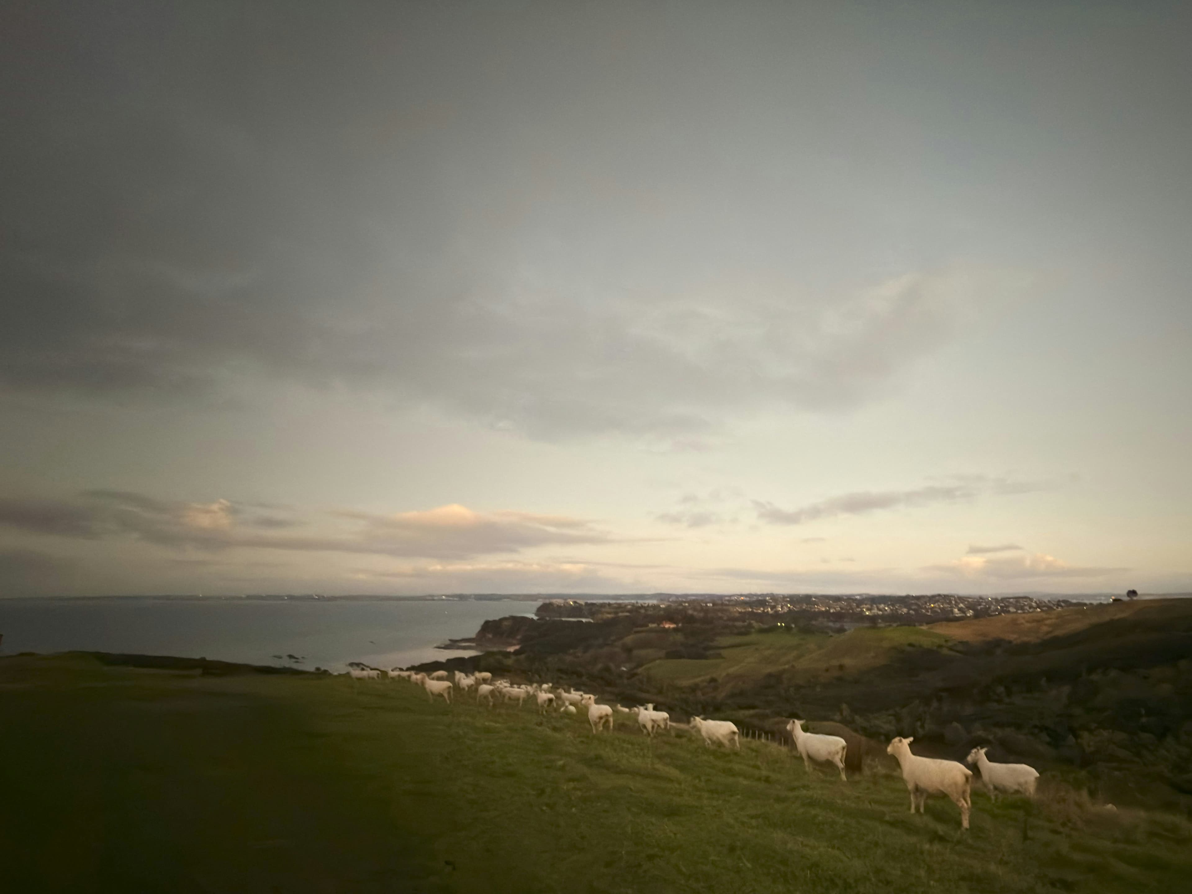 A scenic view of sheep grazing on a hillside with a coastal landscape in the background.